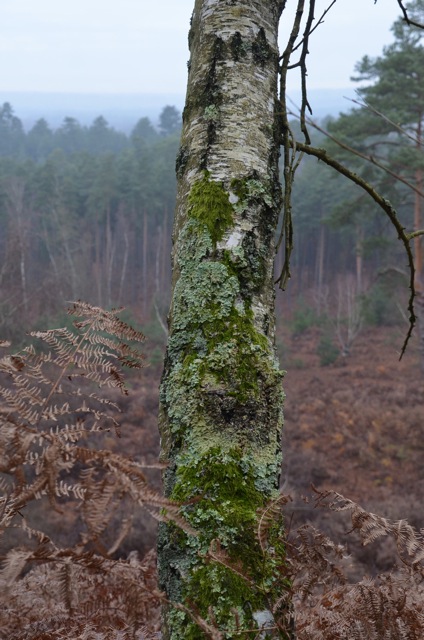 2011 12 A la découverte des lichens 37